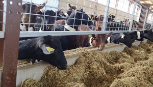 El Gobierno regional abona más de 2,2 millones de euros en ayudas agroambientales para la agricultura y ganadería ecológica de la provincia de Guadalajara