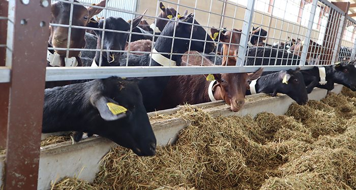 El Gobierno regional abona más de 2,2 millones de euros en ayudas agroambientales para la agricultura y ganadería ecológica de la provincia de Guadalajara