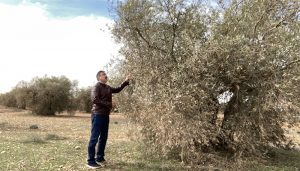 El Gobierno regional remarca su compromiso con el sector olivarero de la provincia de Cuenca