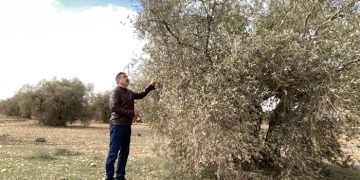 El Gobierno regional remarca su compromiso con el sector olivarero de la provincia de Cuenca