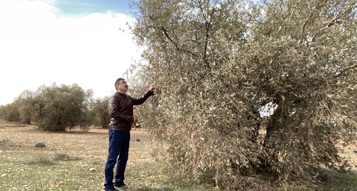 El Gobierno regional remarca su compromiso con el sector olivarero de la provincia de Cuenca