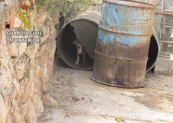 El Seprona localiza 55 perros en una explotación agrícola en Moratilla de Henares incumpliendo la legislación de bienestar animal