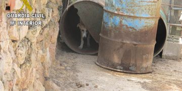 El Seprona localiza 55 perros en una explotación agrícola en Moratilla de Henares incumpliendo la legislación de bienestar animal