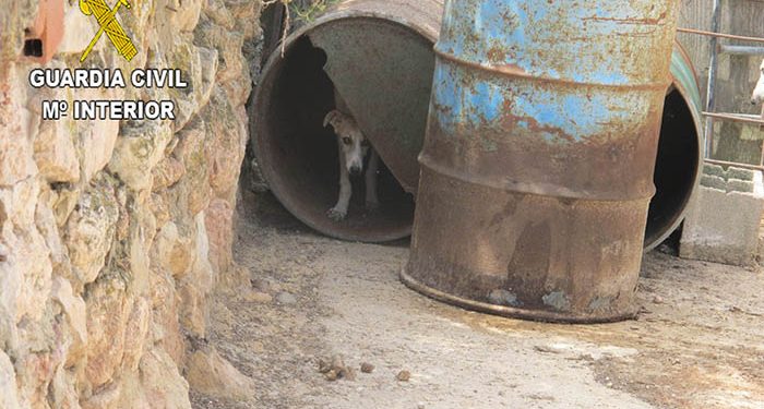 El Seprona localiza 55 perros en una explotación agrícola en Moratilla de Henares incumpliendo la legislación de bienestar animal