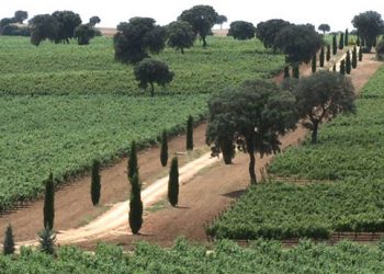 Bodegas y Viñedos Fontana S.L, de Cuenca, e INDAG, S.A., de Guadalajara, recibirán más de 800.000 euros del Ministerio de Ciencia e Innovación 7 fontana