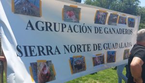 Guadalajara pide en Madrid protección para los ganaderos antes que para el lobo