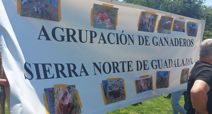 Guadalajara pide en Madrid protección para los ganaderos antes que para el lobo