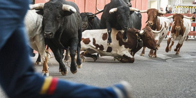 La Federación Taurina Provincial de Guadalajara y ayuntamientos de la provincia se unen para solicitar la posibilidad de realizar festejos taurinos populares tradicionales