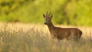 La Guardia Civil investiga a una persona por matar un corzo de manera furtiva en la Serranía Media de Cuenca