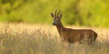La Guardia Civil investiga a una persona por matar un corzo de manera furtiva en la Serranía Media de Cuenca