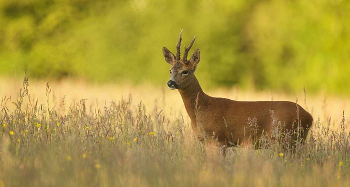La Guardia Civil investiga a una persona por matar un corzo de manera furtiva en la Serranía Media de Cuenca
