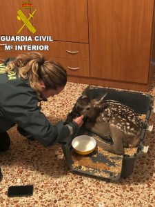 La Guardia Civil rescata a una cría de cierva en Fuentelespino de Moya que querían quedarse como mascota