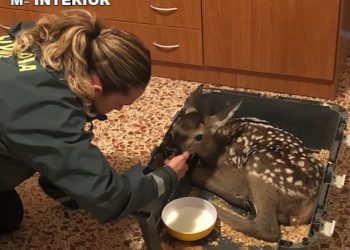 La Guardia Civil rescata a una cría de cierva en Fuentelespino de Moya que querían quedarse como mascota
