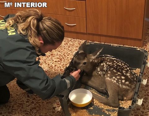 La Guardia Civil rescata a una cría de cierva en Fuentelespino de Moya que querían quedarse como mascota