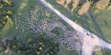 Trashumancia. Un dron en Los Vasallos