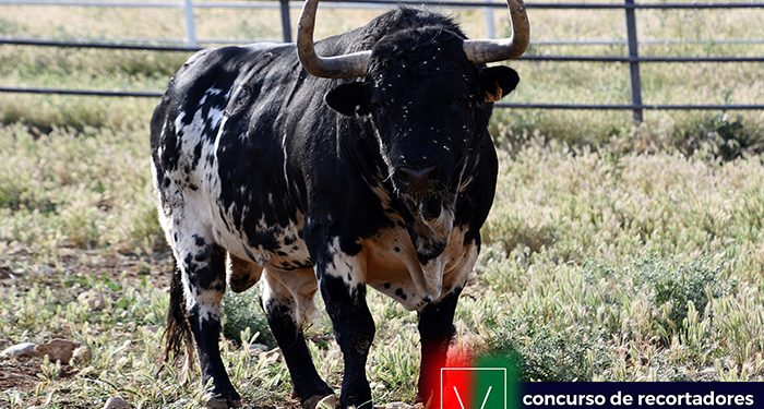 Seriedad y trapío para el concurso internacional de recortadores de Yunquera de Henares 1 Seriedad y trapío para el concurso internacional de recortadores de Yunquera de Henares