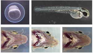 Un estudio de la UCLM sobre el glaucoma congénito analiza el mecanismo genético de la enfermedad