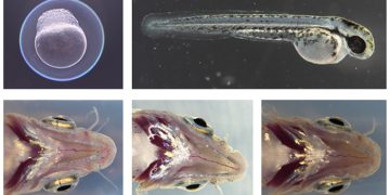 Un estudio de la UCLM sobre el glaucoma congénito analiza el mecanismo genético de la enfermedad