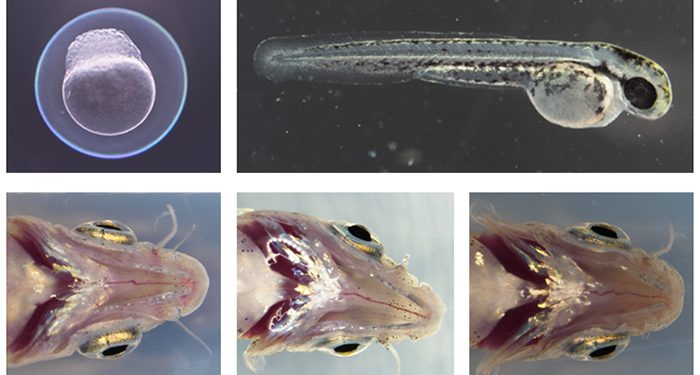 Un estudio de la UCLM sobre el glaucoma congénito analiza el mecanismo genético de la enfermedad