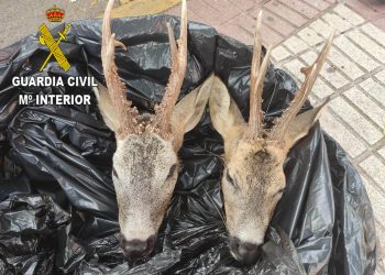 La Guardia Civil denuncia, en Azuqueca de Henares, a una persona que transportaba dos cabezas de corzo 2 La Guardia Civil denuncia, en Azuqueca de Henares, a una persona que transportaba dos cabezas de corzo