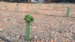 C-LM impulsa la investigación en el viñedo frente al cambio climático con una nueva parcela experimental en el IVICAM 2 C-LM impulsa la investigación en el viñedo frente al cambio climático con una nueva parcela experimental en el IVICAM