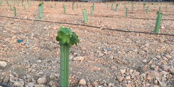 C-LM impulsa la investigación en el viñedo frente al cambio climático con una nueva parcela experimental en el IVICAM