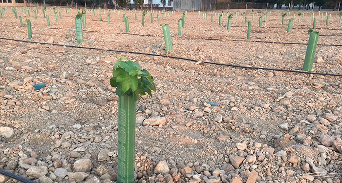 C-LM impulsa la investigación en el viñedo frente al cambio climático con una nueva parcela experimental en el IVICAM 1 C-LM impulsa la investigación en el viñedo frente al cambio climático con una nueva parcela experimental en el IVICAM