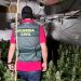 La Guardia Civil ha desarticulado un grupo familiar dedicado al cultivo y producción de marihuana en Torrejón del Rey 3 La Guardia Civil ha desarticulado un grupo familiar dedicado al cultivo y producción de marihuana en Torrejón del Rey