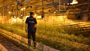 Agentes de la Policía Nacional de Guadalajara desmantelan un cultivo “indoor” con 2.805 plantas de marihuana en Talamanca del Jarama