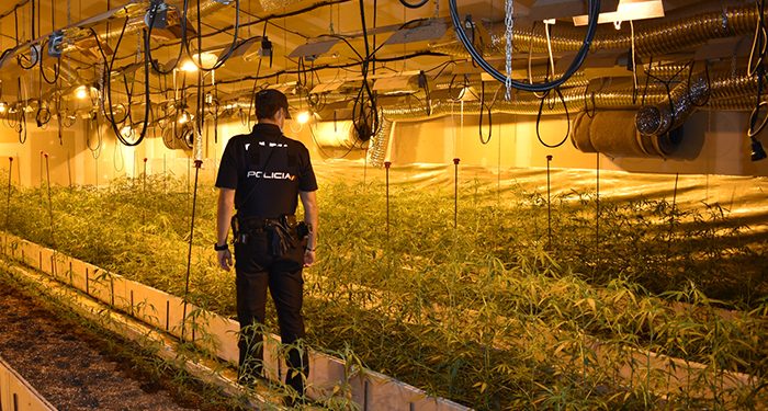 Agentes de la Policía Nacional de Guadalajara desmantelan un cultivo “indoor” con 2.805 plantas de marihuana en Talamanca del Jarama