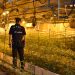 Agentes de la Policía Nacional de Guadalajara desmantelan un cultivo “indoor” con 2.805 plantas de marihuana en Talamanca del Jarama