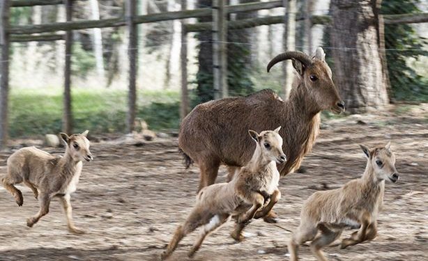 El zoo de Guadalajara reabre sus puertas tras la retirada de más de 300 árboles y el arreglo de parte de los desperfectos de Filomena