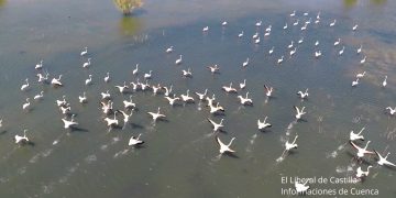 Flamencos