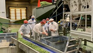 La Diputación de Cuenca colabora con el The Real Green Food para instalar modelos de producción de legumbres en la provincia