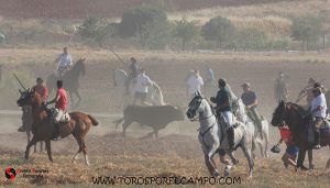 La Federación Taurina de Guadalajara valora de manera muy positiva el primer festejo taurino tradicional celebrado en Uceda