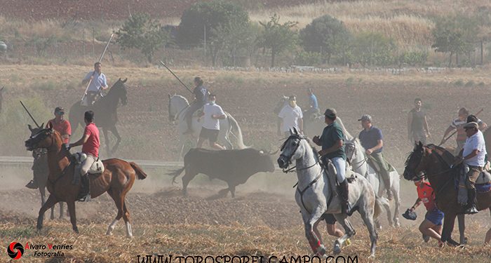 La Federación Taurina de Guadalajara valora de manera muy positiva el primer festejo taurino tradicional celebrado en Uceda