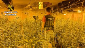 La Guardia Civil de Guadalajara desmantela otra plantación de marihuana “indoor”..., esta vez en El Casar