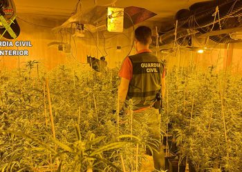 La Guardia Civil de Guadalajara desmantela otra plantación de marihuana “indoor”..., esta vez en El Casar 10 La Guardia Civil de Guadalajara desmantela otra plantación de marihuana “indoor”..., esta vez en El Casar