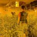 La Guardia Civil de Guadalajara desmantela otra plantación de marihuana “indoor”..., esta vez en El Casar 3 La Guardia Civil de Guadalajara desmantela otra plantación de marihuana “indoor”..., esta vez en El Casar