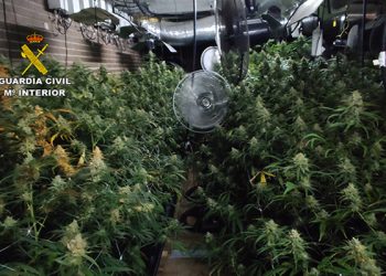 La Guardia Civil detiene en El Casar a una persona por cultivo de marihuana 5 La Guardia Civil detiene en El Casar a una persona por cultivo de marihuana
