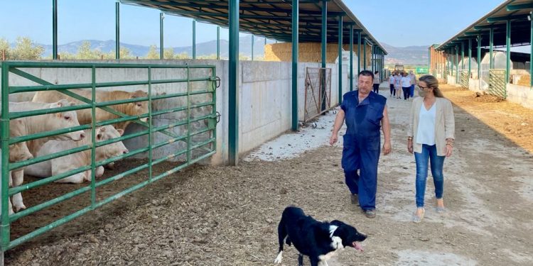 la portavoz del grupo parlamentario popular en las cortes regionales lola merino en su visita a la explotacion ganadera agropecuaria navahermosa etc