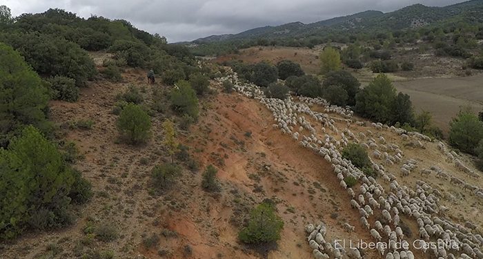Las organizaciones ecologistas vaticinan que la modificación de la Ley de Vías Pecuarias de Castilla-La Mancha supondrá su desmantelamiento legal y desaparición definitiva 1 Las organizaciones ecologistas vaticinan que la modificación de la Ley de Vías Pecuarias de Castilla-La Mancha supondrá su desmantelamiento legal y desaparición definitiva