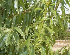 Unión de Uniones alerta sobre la plaga de mosquito verde en el almendro y la ausencia de soluciones para su tratamiento