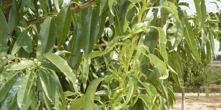 Unión de Uniones alerta sobre la plaga de mosquito verde en el almendro y la ausencia de soluciones para su tratamiento