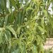 Unión de Uniones alerta sobre la plaga de mosquito verde en el almendro y la ausencia de soluciones para su tratamiento