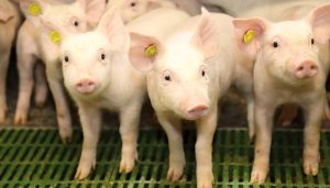 Treinta granjeros de Castilla-La Mancha reciben formación especializada en bienestar animal gracias a ICPOR