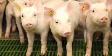 Treinta granjeros de Castilla-La Mancha reciben formación especializada en bienestar animal gracias a ICPOR