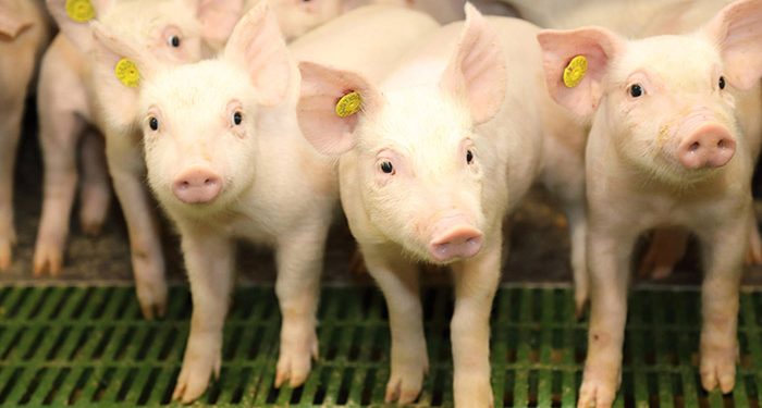 Treinta granjeros de Castilla-La Mancha reciben formación especializada en bienestar animal gracias a ICPOR