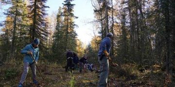 Una investigación de la UAH desvela que utilizar plantas grandes aumenta la supervivencia en restauración forestal