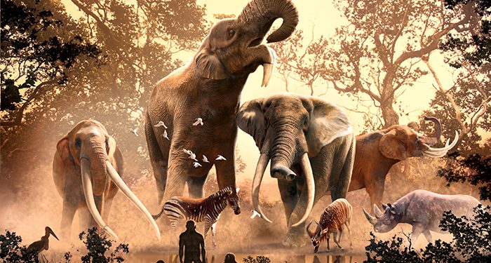 El investigador conquense Fernando Blanco publica un estudio sobre el declive del linaje de los elefantes, los mamuts y los mastodontes 1 Una muestra de la enorme diversidad de formas que alcanzaron los proboscídeos